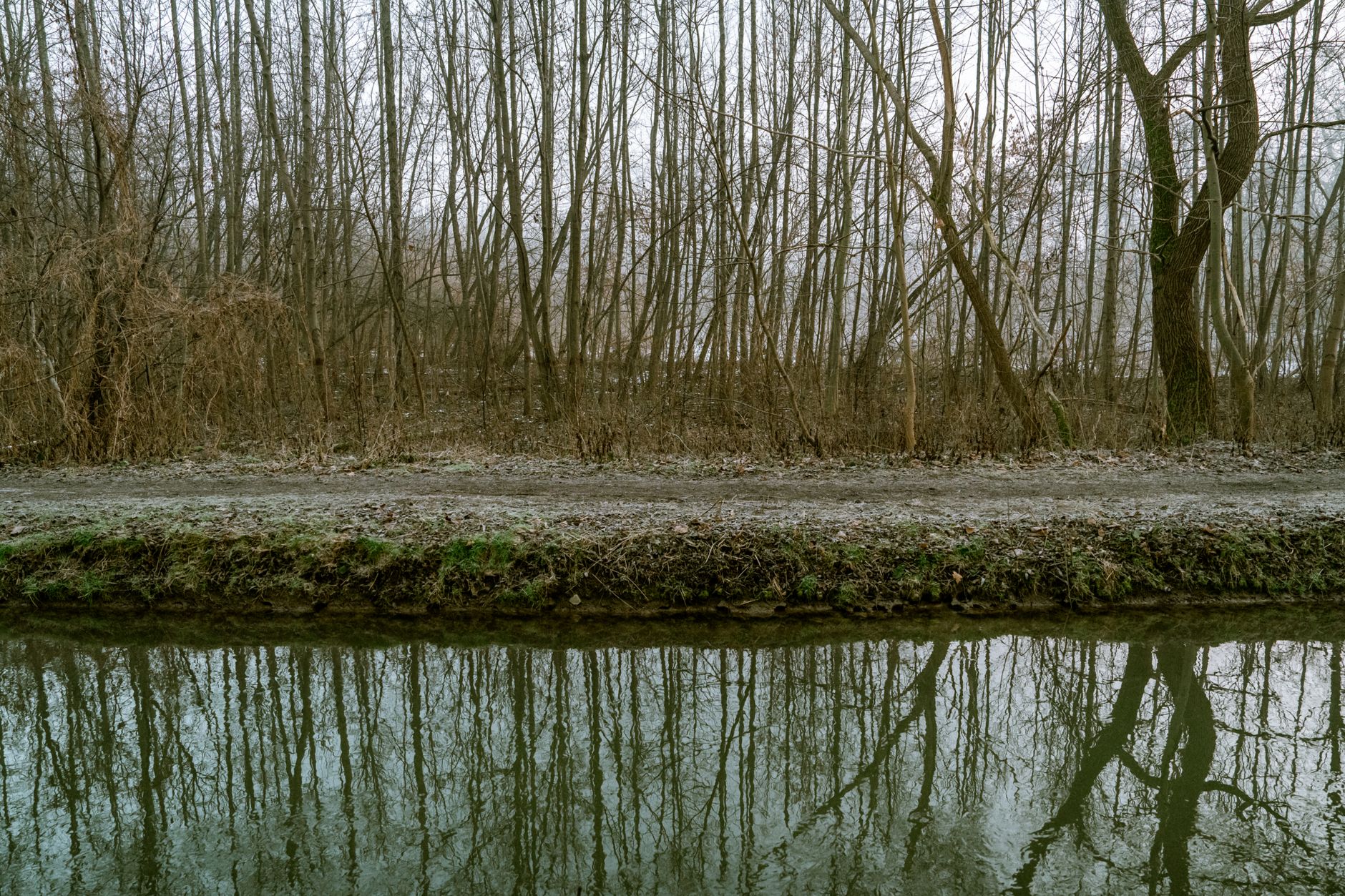 canal towpath trees